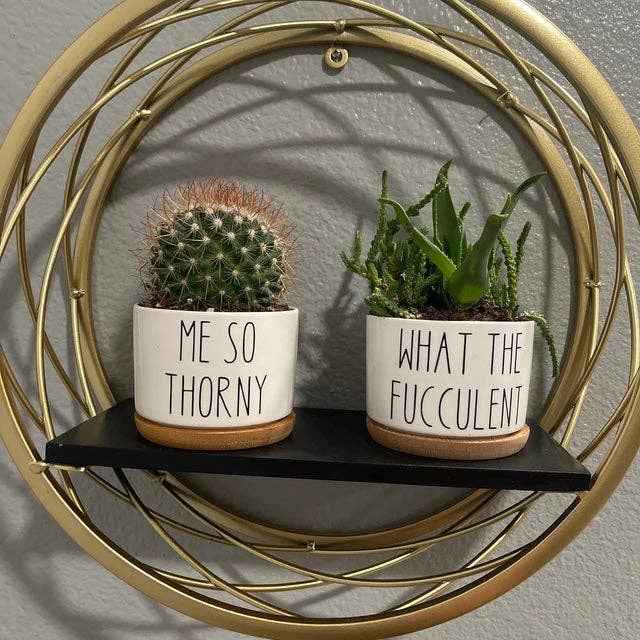 Funny Succulent Pots - White Ceramic Plant Pot